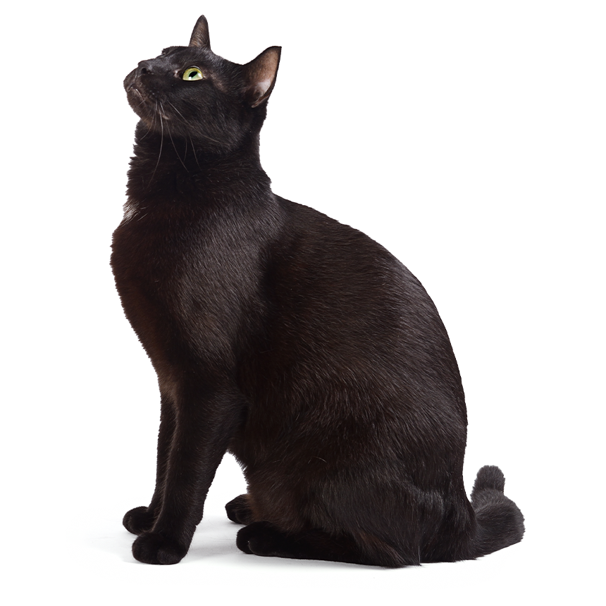 Schwarze Katze sitzt und schaut nach oben, vor einem weißen Hintergrund.