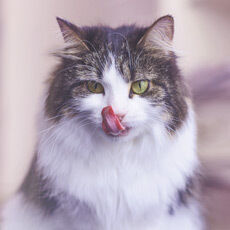 Eine Katze leckt sich mit der Zunge über ihre Schnauze.