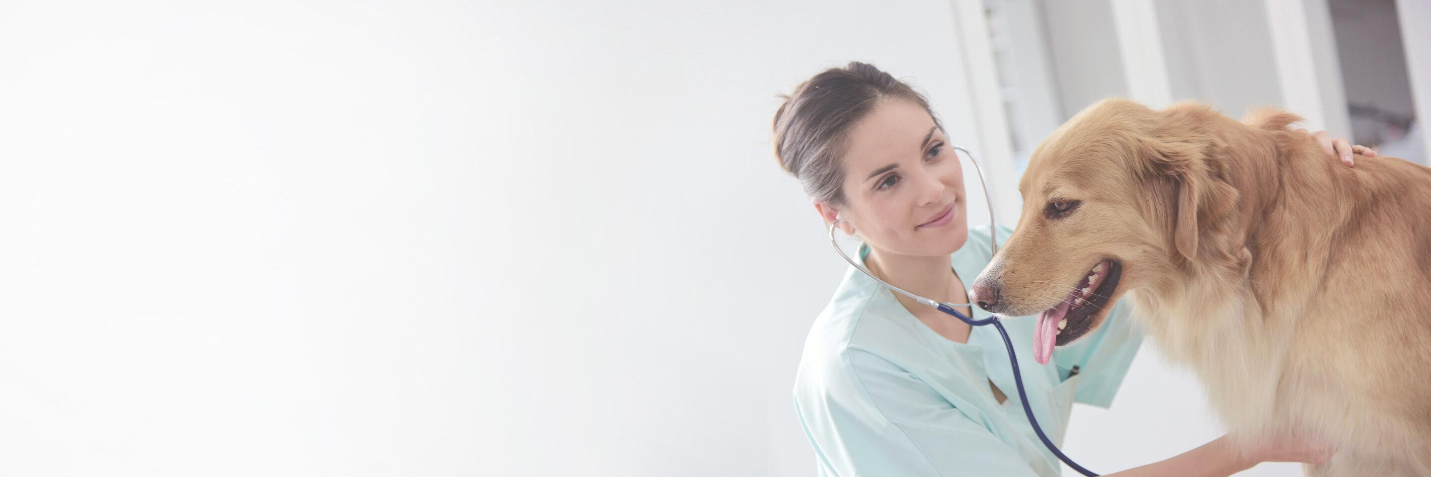 Ein Hund wird von einer Tierärztin untersucht.