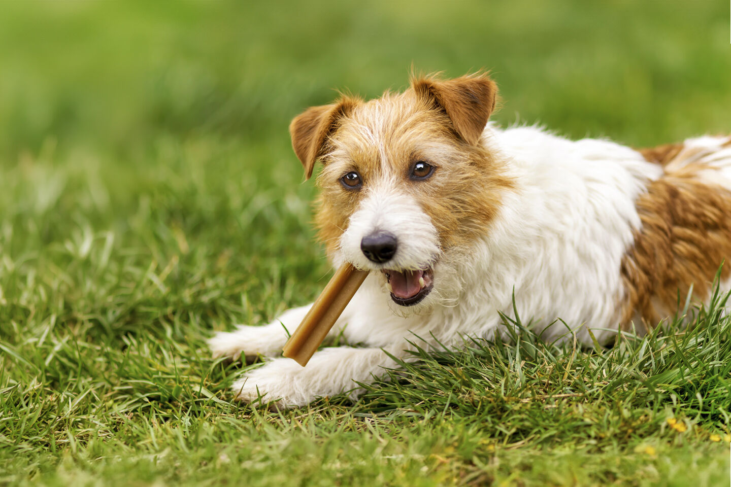 Ein kleiner Hund kaut einen Dental Snack auf einer Wiese