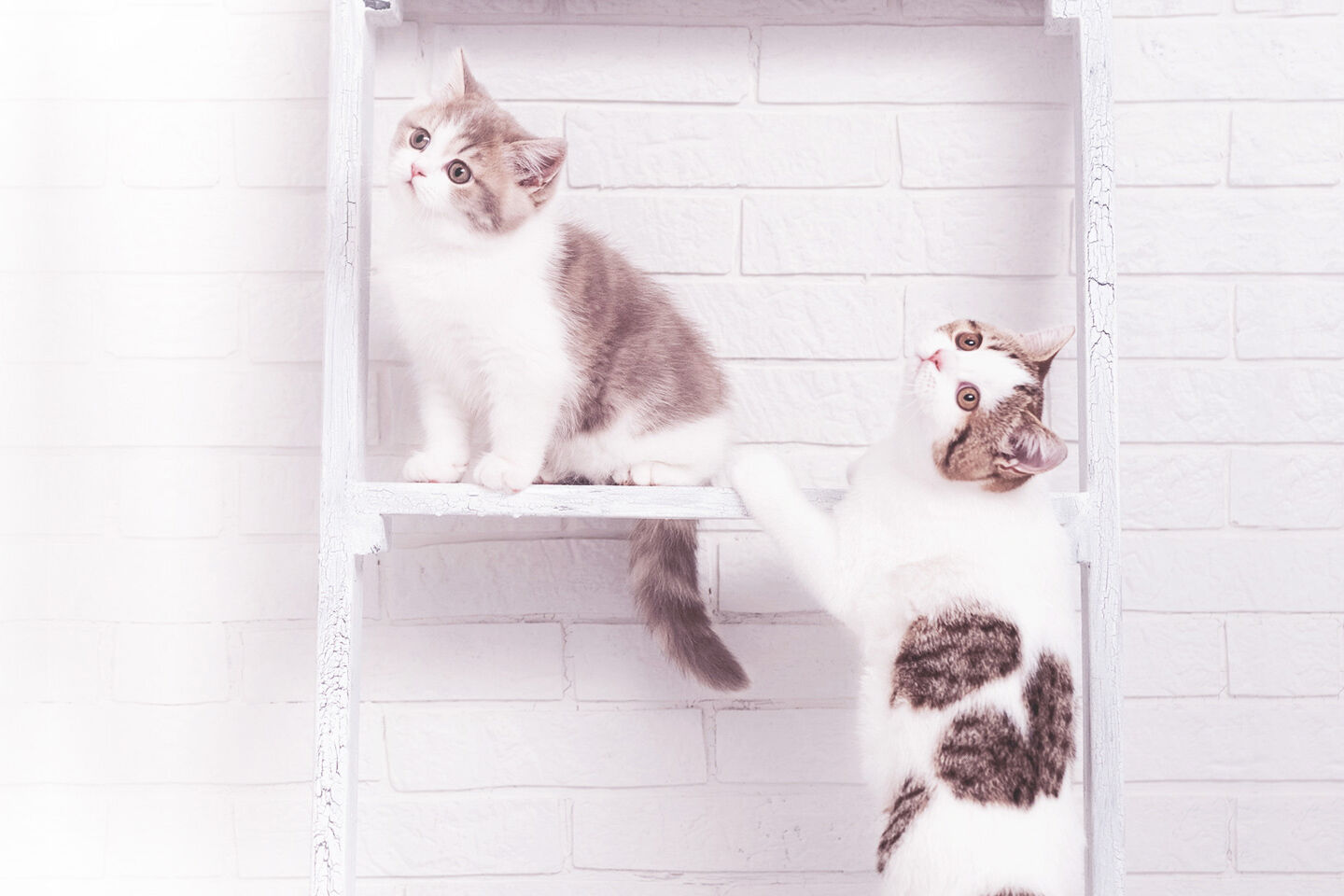 Zwei Katzen klettern auf einem selbstgebauten Catwalk