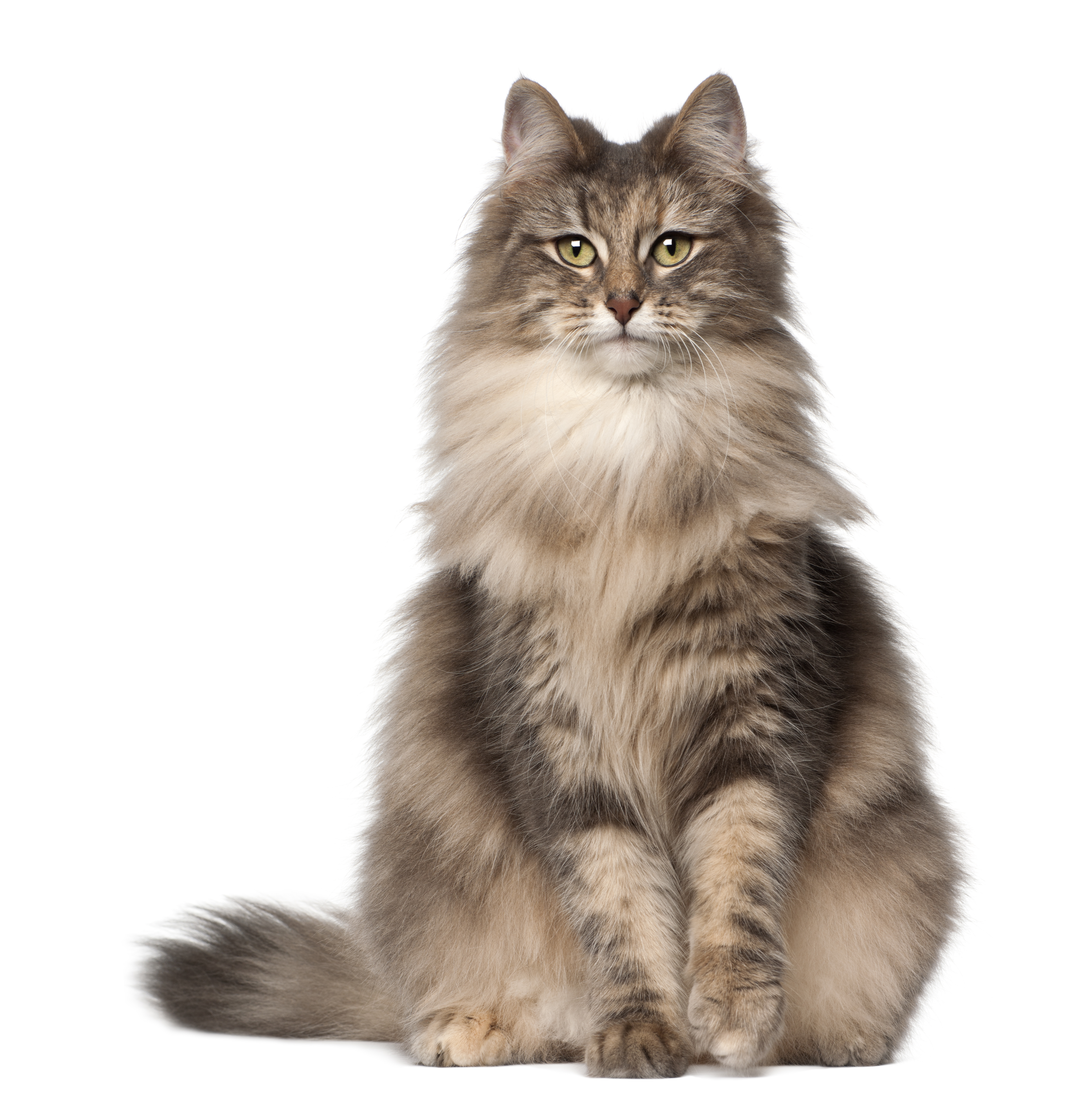 Norwegische Waldkatze richtig füttern