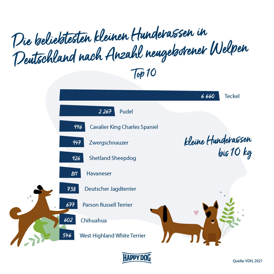 Top 10 Liste zu den beliebtesten kleinen Hunderassen