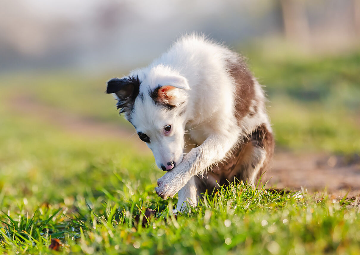 Ein Hund sitzt im Gras und schleckt sich die Pfoten