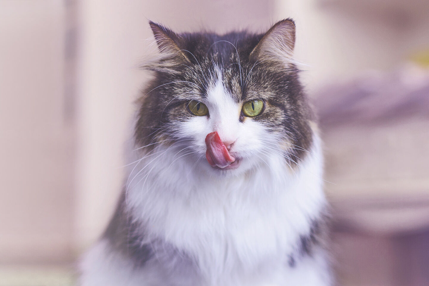 Kater schleckt sich mit der Zunge über das Maul.