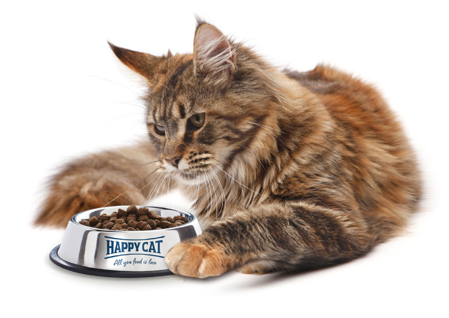 Eine Maine Coone liegt vor einem gefüllten Napf mit Katzenfutter