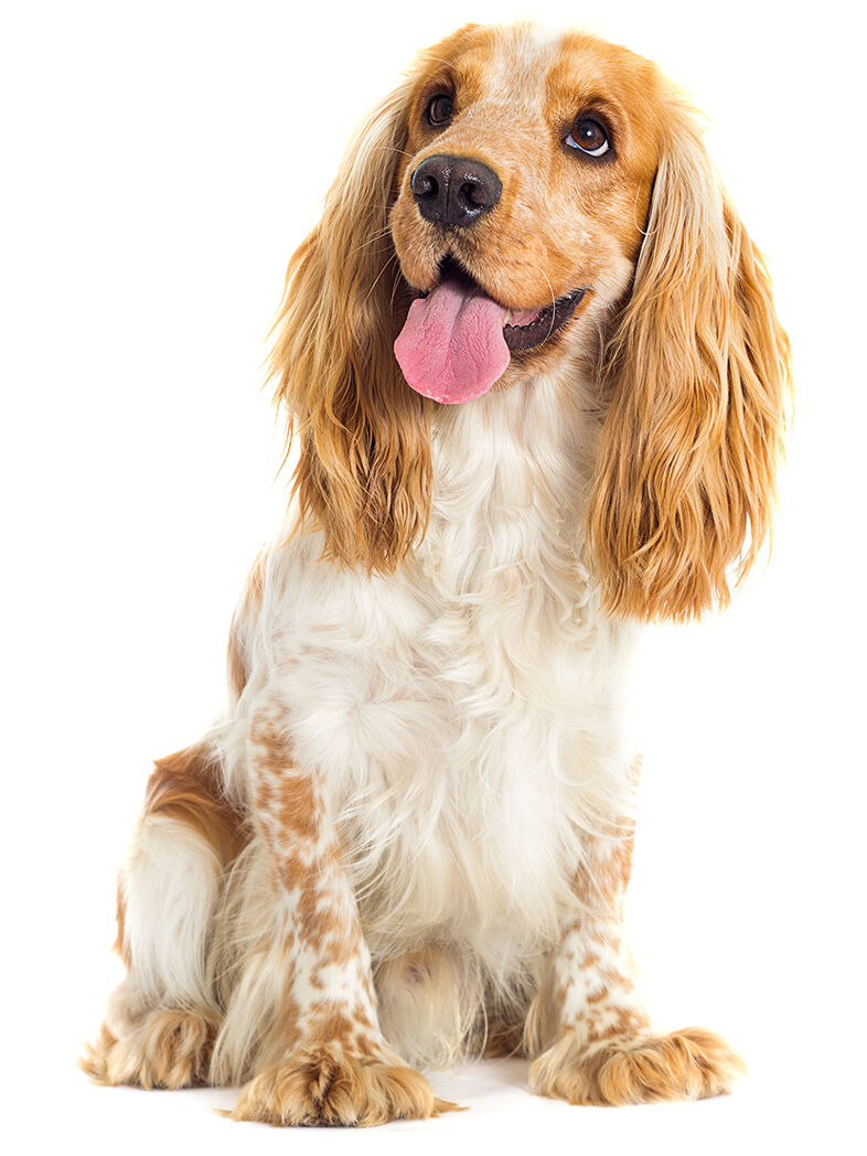 Ein weiß-brauner Cocker-Spaniel sitzt mit geöffnetem Maul und heraushängender Zunge da