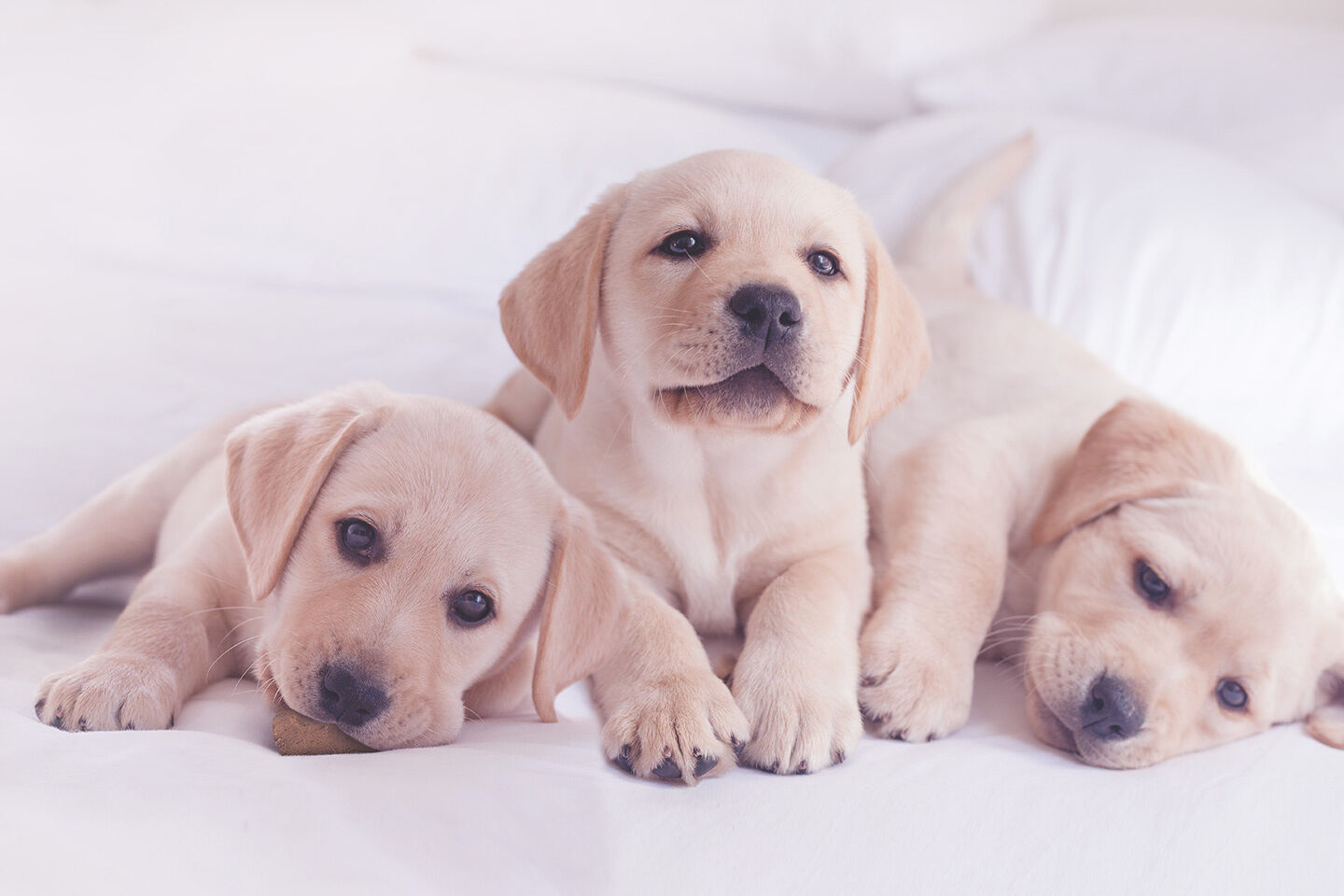 Drei Labradorwelpen liegen gemeinsam auf einer Decke