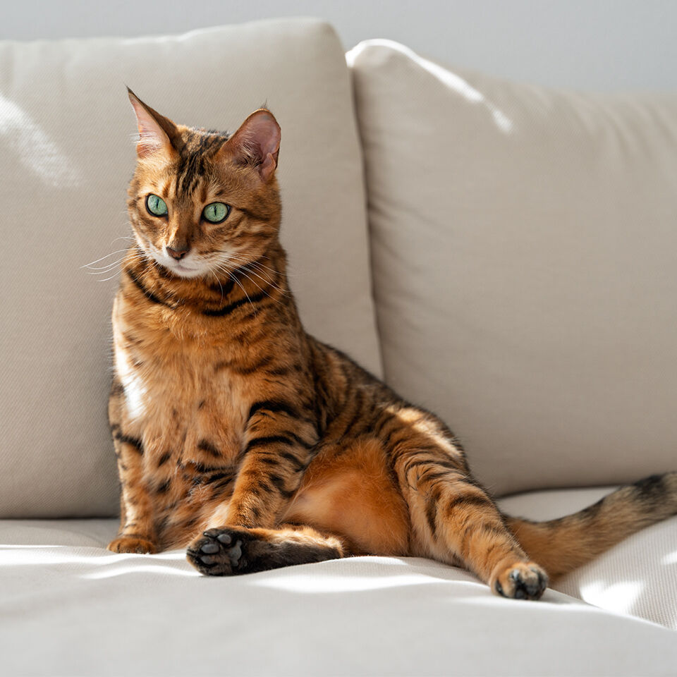 Eine Rassekatze sitze auf einer Couch