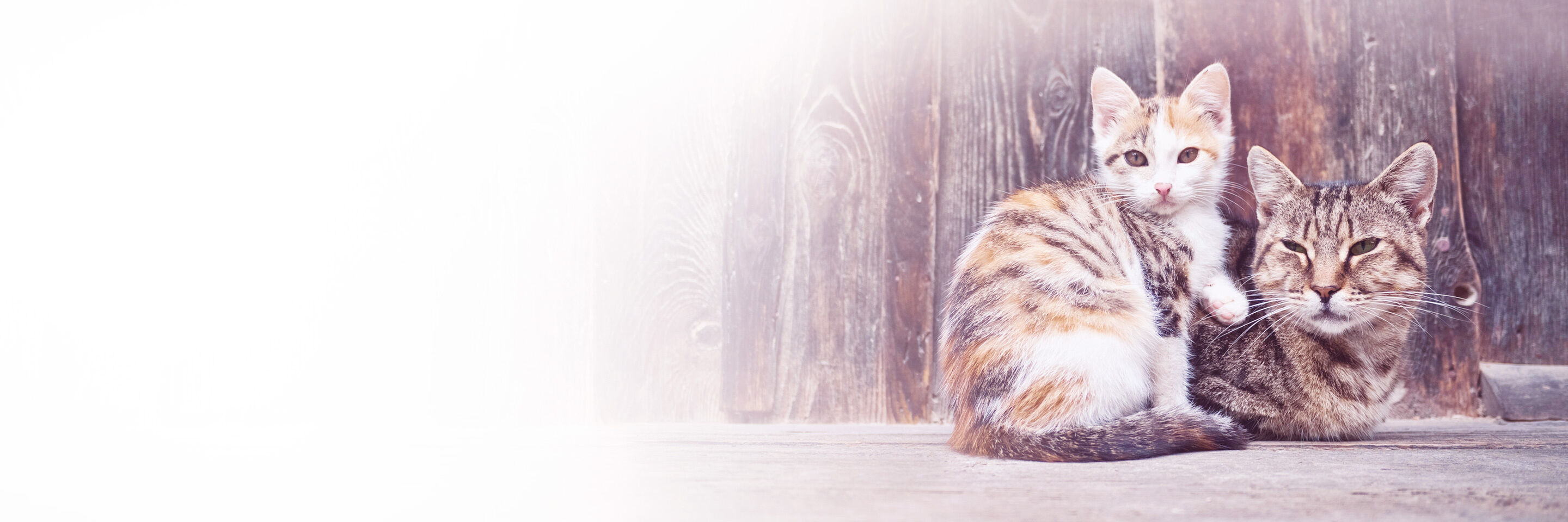 Zwei wildlebende Katzen vor einem Holzschuppen