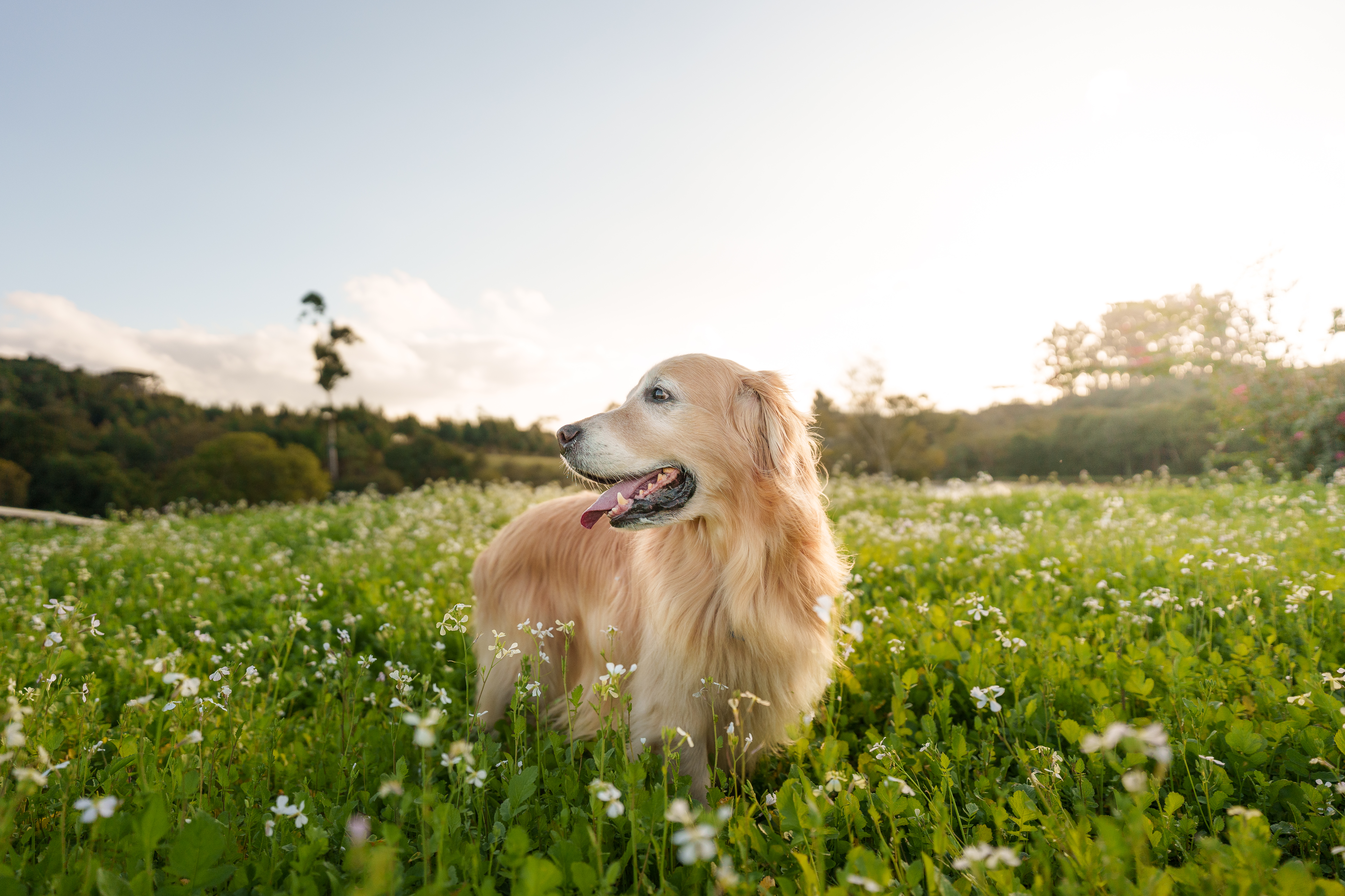 Ein Golden Retriever steht in einer blühenden Wiese im Sonnenschein.