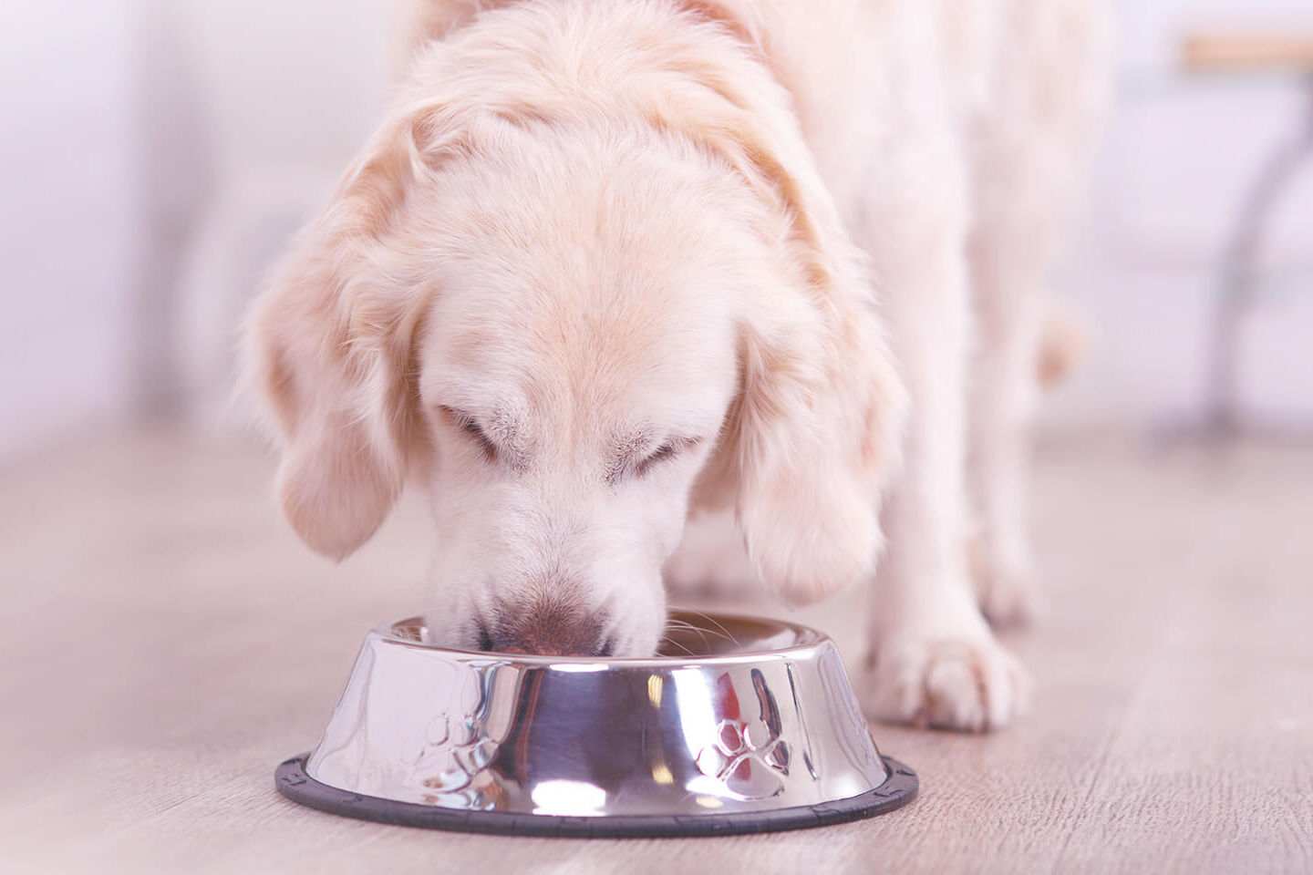 Ein Golden Retriever frisst Trockenfutter aus seinem Napf