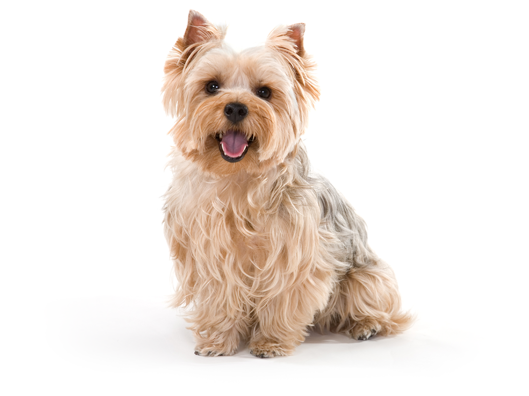 Ein Yorshire Terrier sitzt mit geöffnetem Maul am Boden