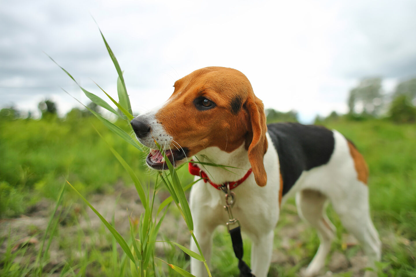 Ein Hund frisst Gras auf einer Wiese