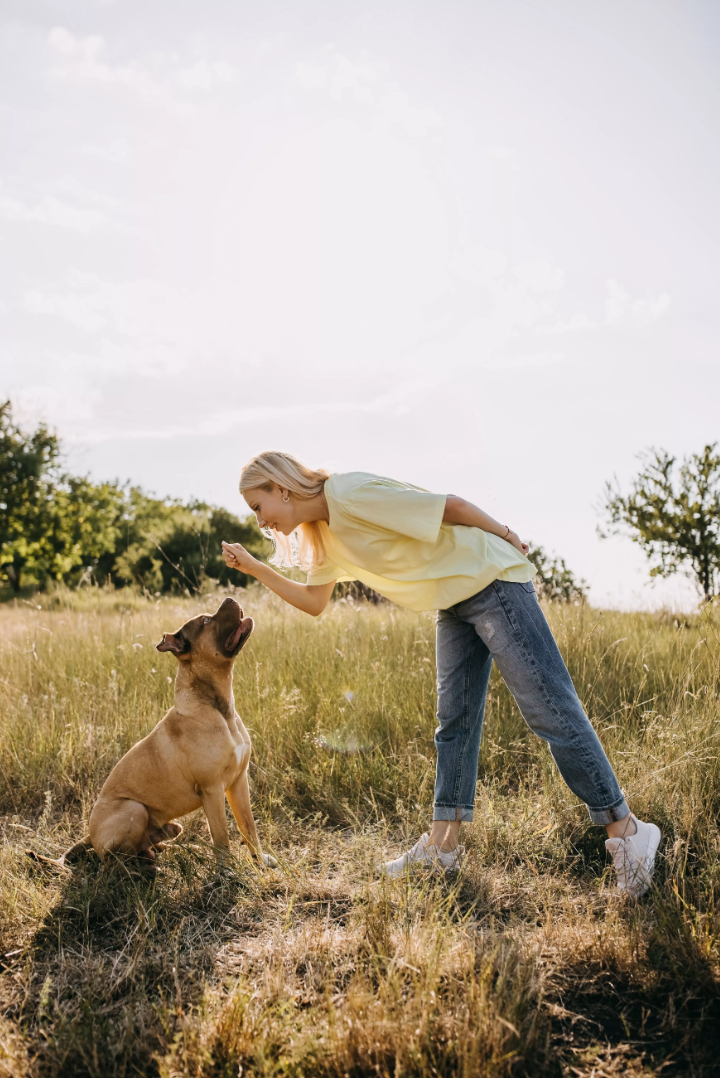 Ein Hund bekommt beim Spaziergang mit seinem Frauchen auf der Wiese ein Leckerli.