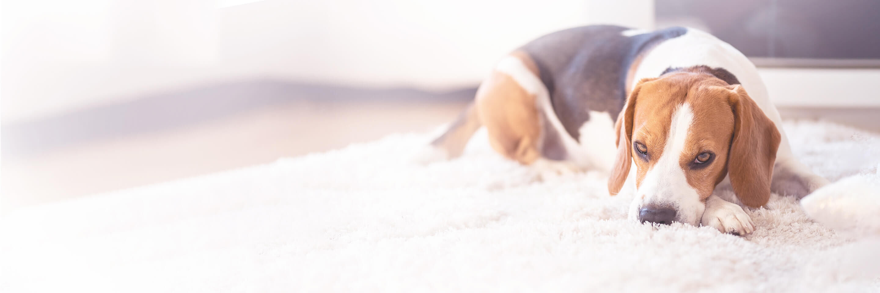 Ein Beagle liegt auf einem weißen Teppich am Boden