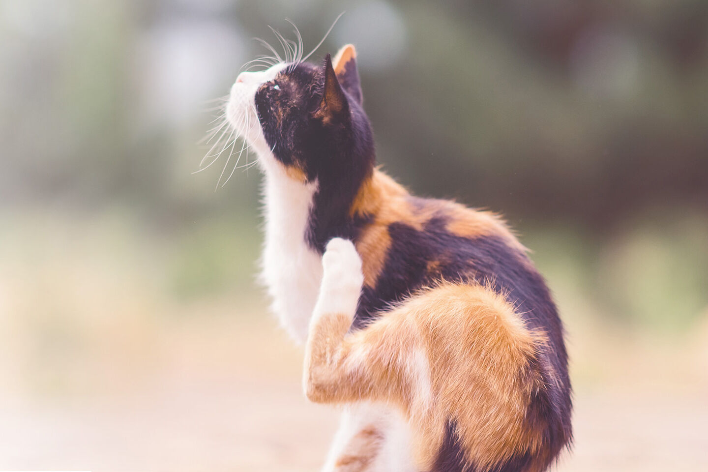 Katze hat Flöhe und stillt ihren Juckreiz durch Kratzen