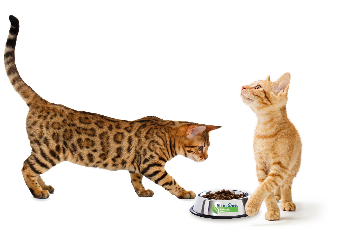 Eine Bengalkatze sowie eine Babykatze laufen um einen Napf mit Trockenfutter für Katzen herum