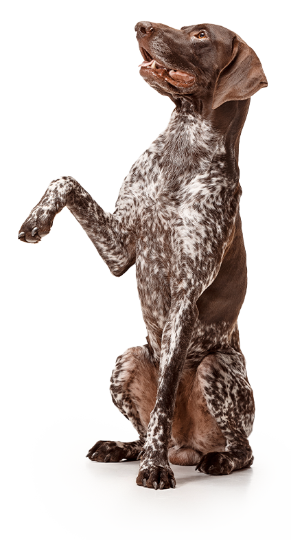 Ein Rassehund sitzt und hebt die rechte Pfote