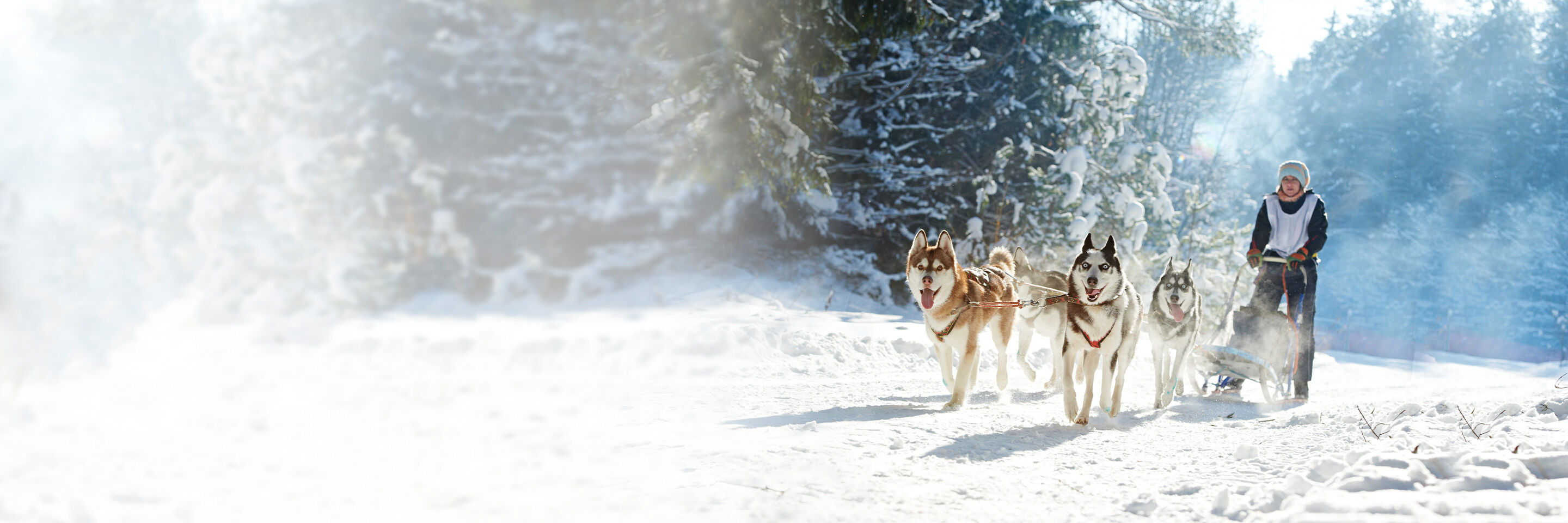 Mehrere Huskys ziehen im Winter einen Schlitten