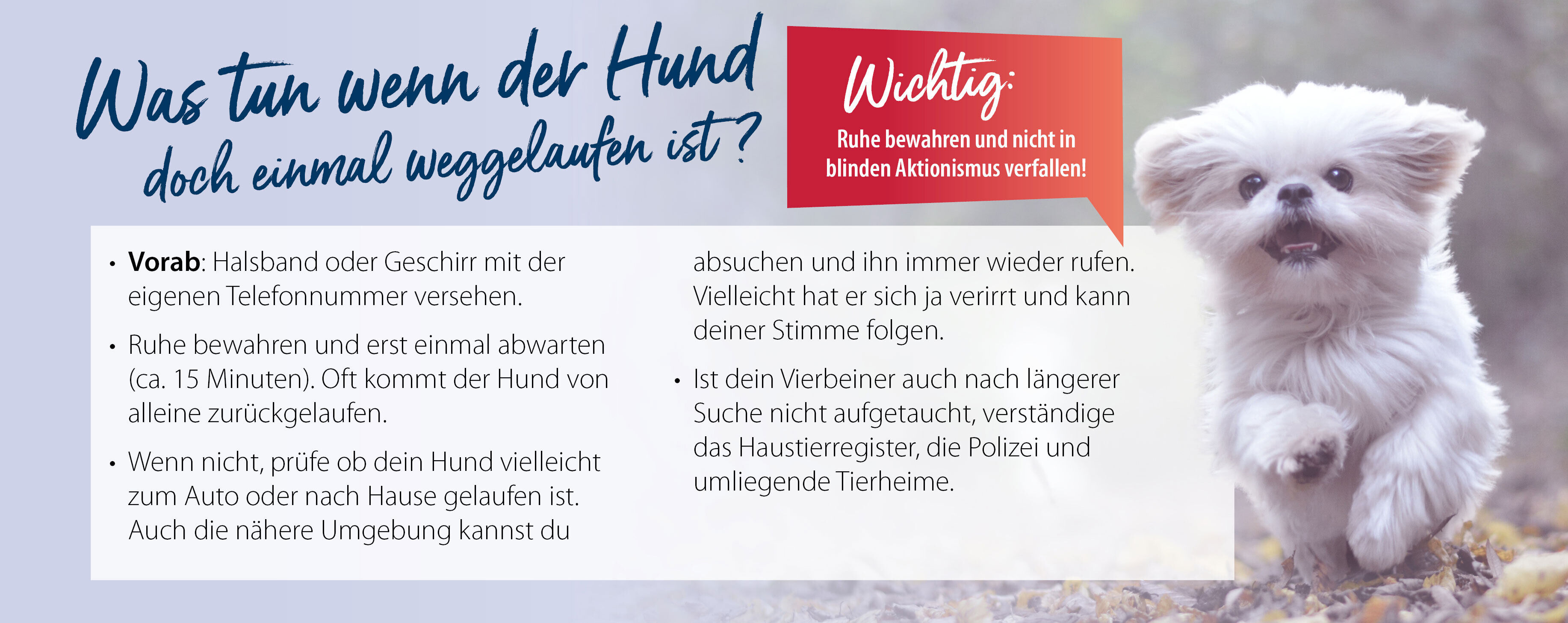Tipps was man tun kann, wenn der Hund weggelaufen ist.
