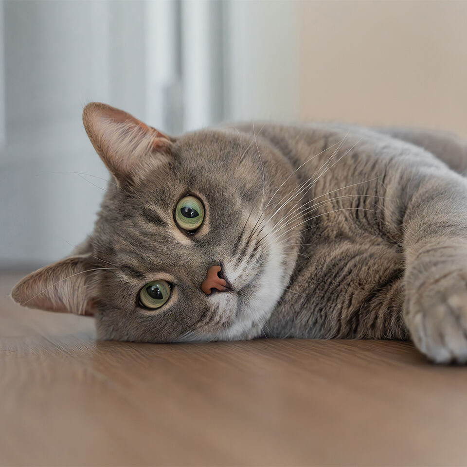Apathische Katze liegt auf dem Boden