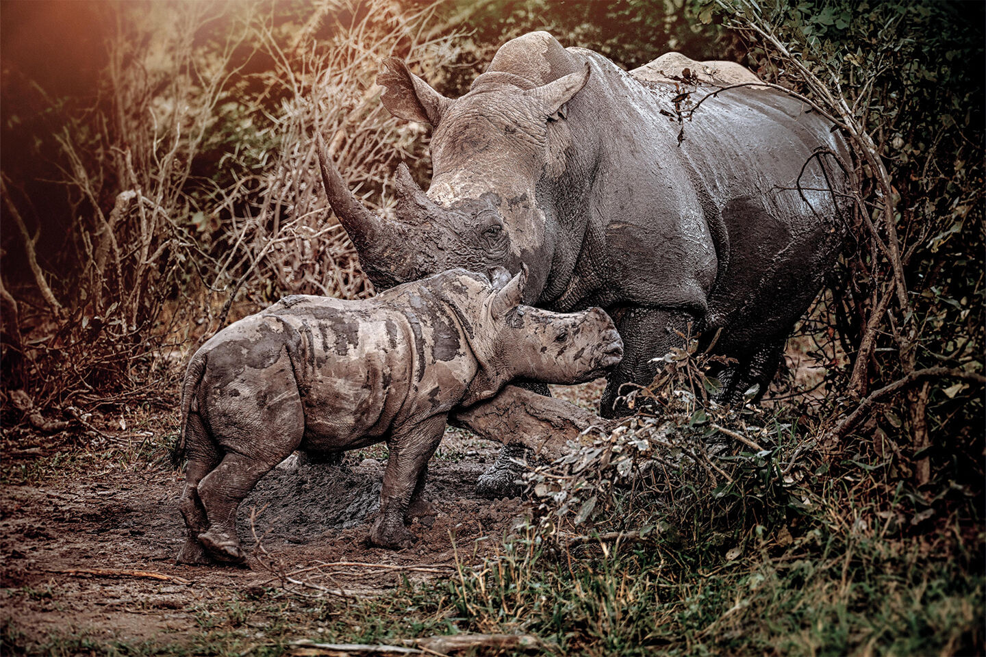 Ein Nashornbaby und seine Mutter stehen im Gebüsch.