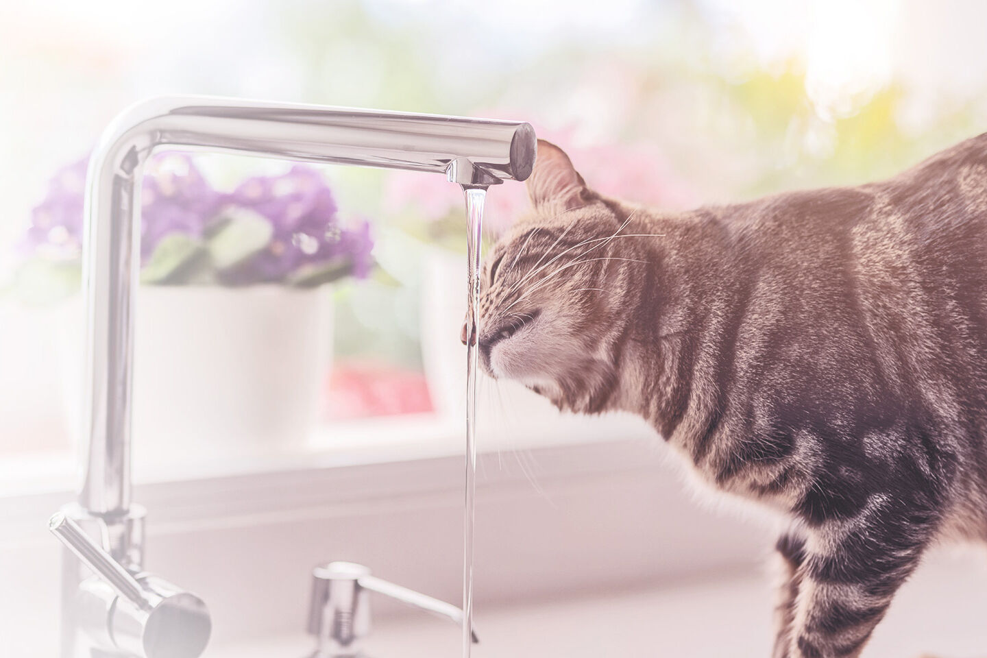Katze steht am Spülbecken in der Küche mit laufendem Wasser