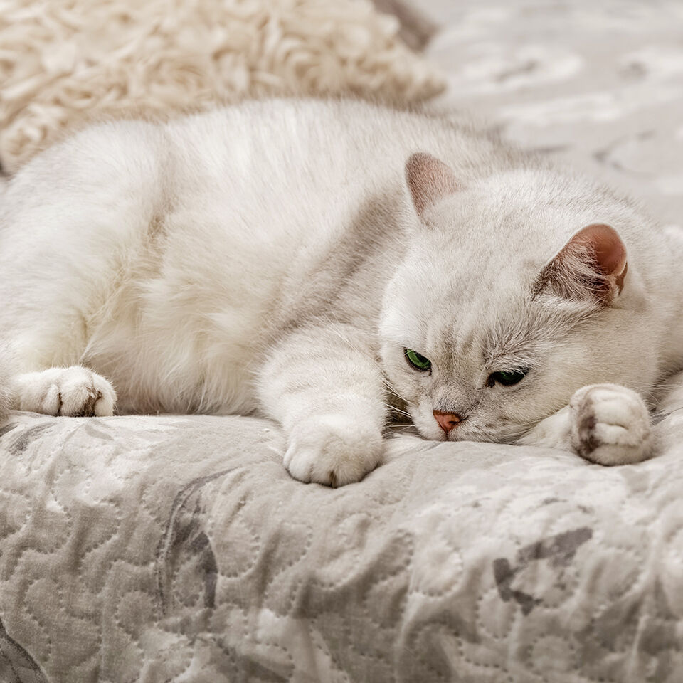 Eine Katze mit Fieber liegt schlapp auf der Couch