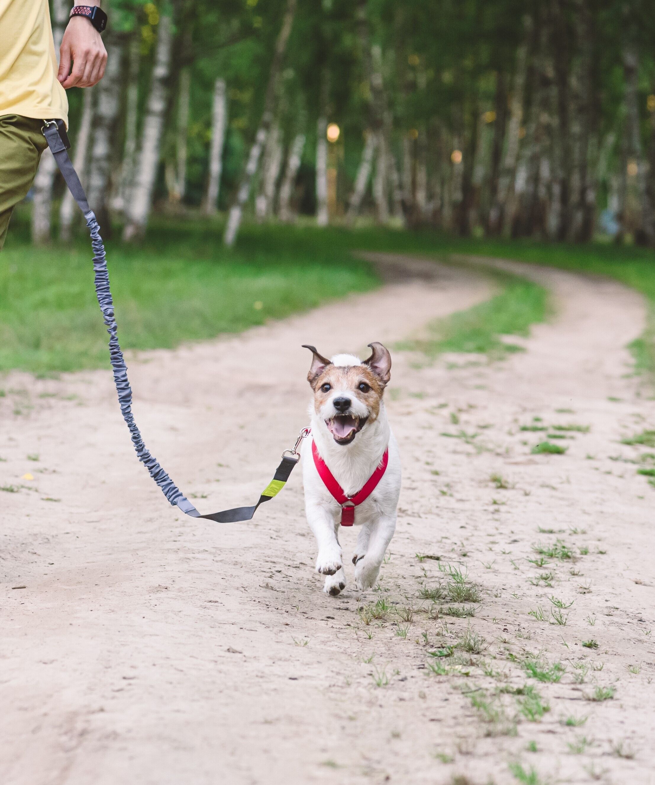 Ein kleiner Hund geht an einer Sportleine mit seinem Besitzer im Wald joggen.