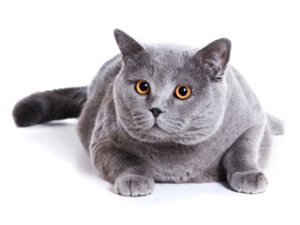 British Kurzhaar Kater liegt auf dem Boden in Lauerstellung