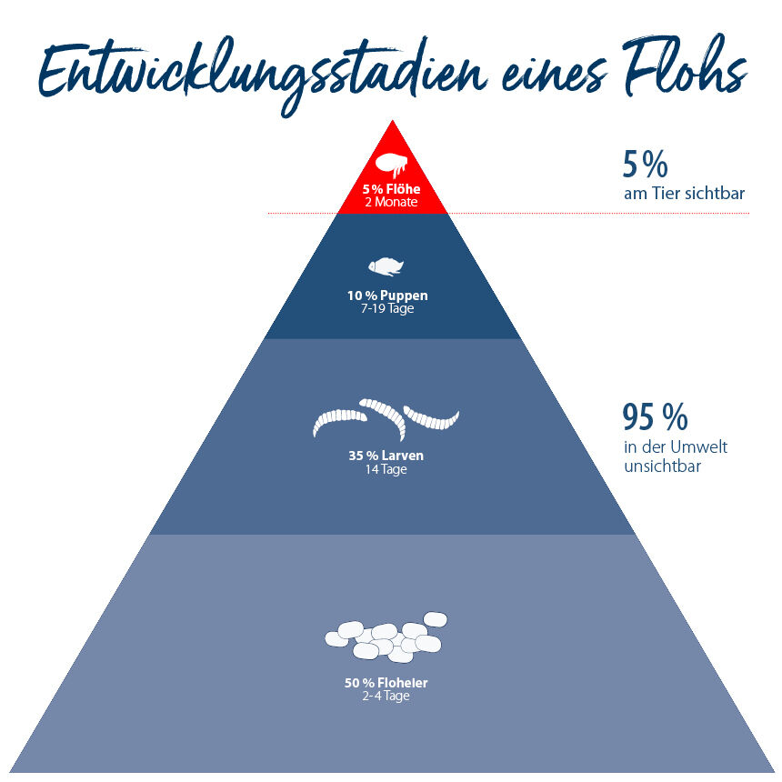 Infografik über die einzelnen Entwicklungsstadien eines Flohs