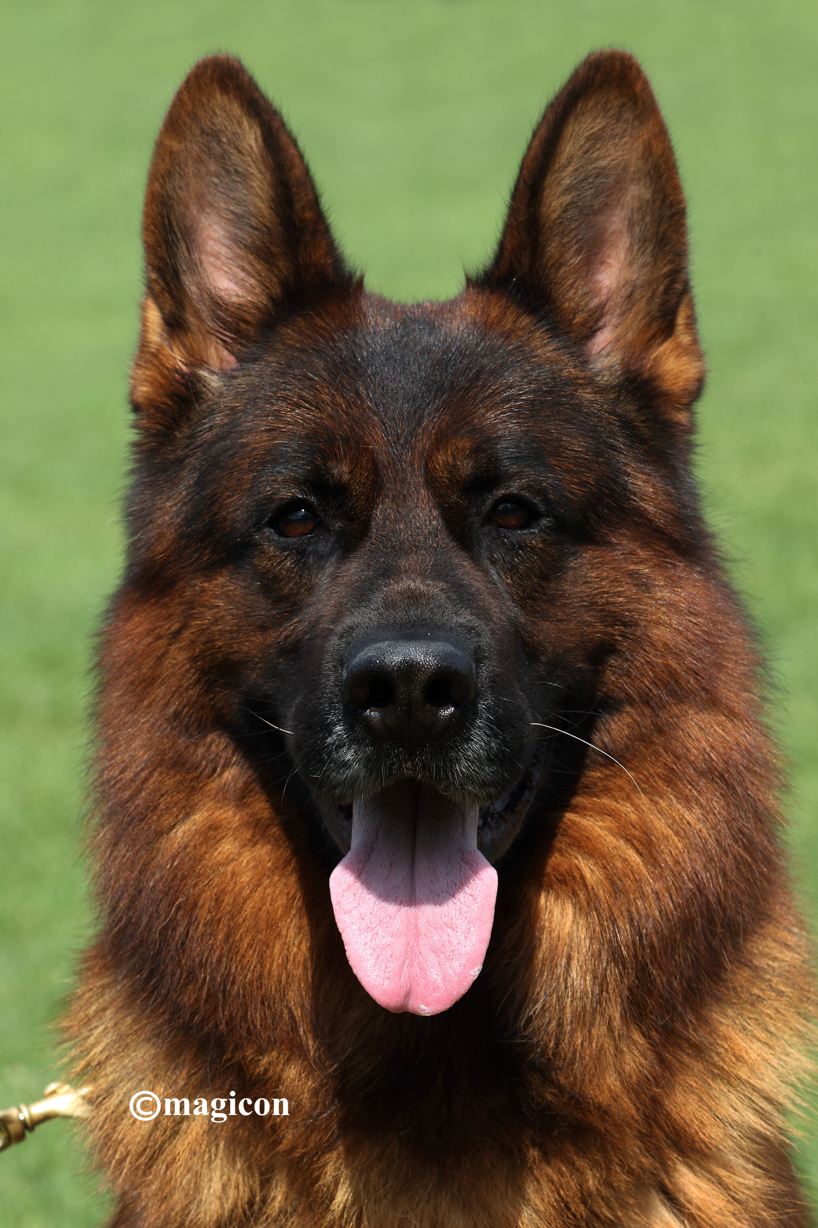 Portraitaufnahme eines Schäferhundes