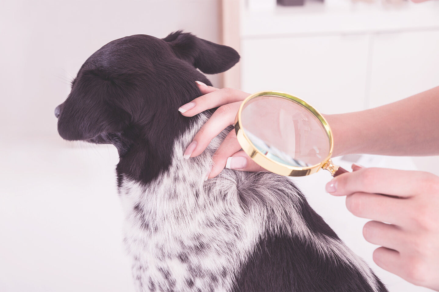 Eine Frau sucht mit einer Lupe das Fell des Hundes nach Parasiten ab