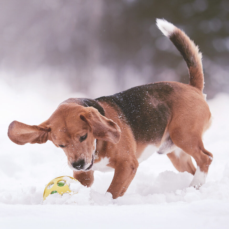 Ein Hund spielt mit seinem Ball im Schnee.