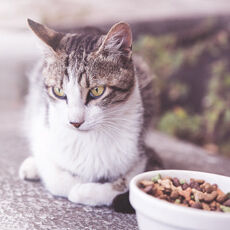 Eine Katze sitzt neben einer Schüssel voller Katzenfutter, will aber nichts essen.