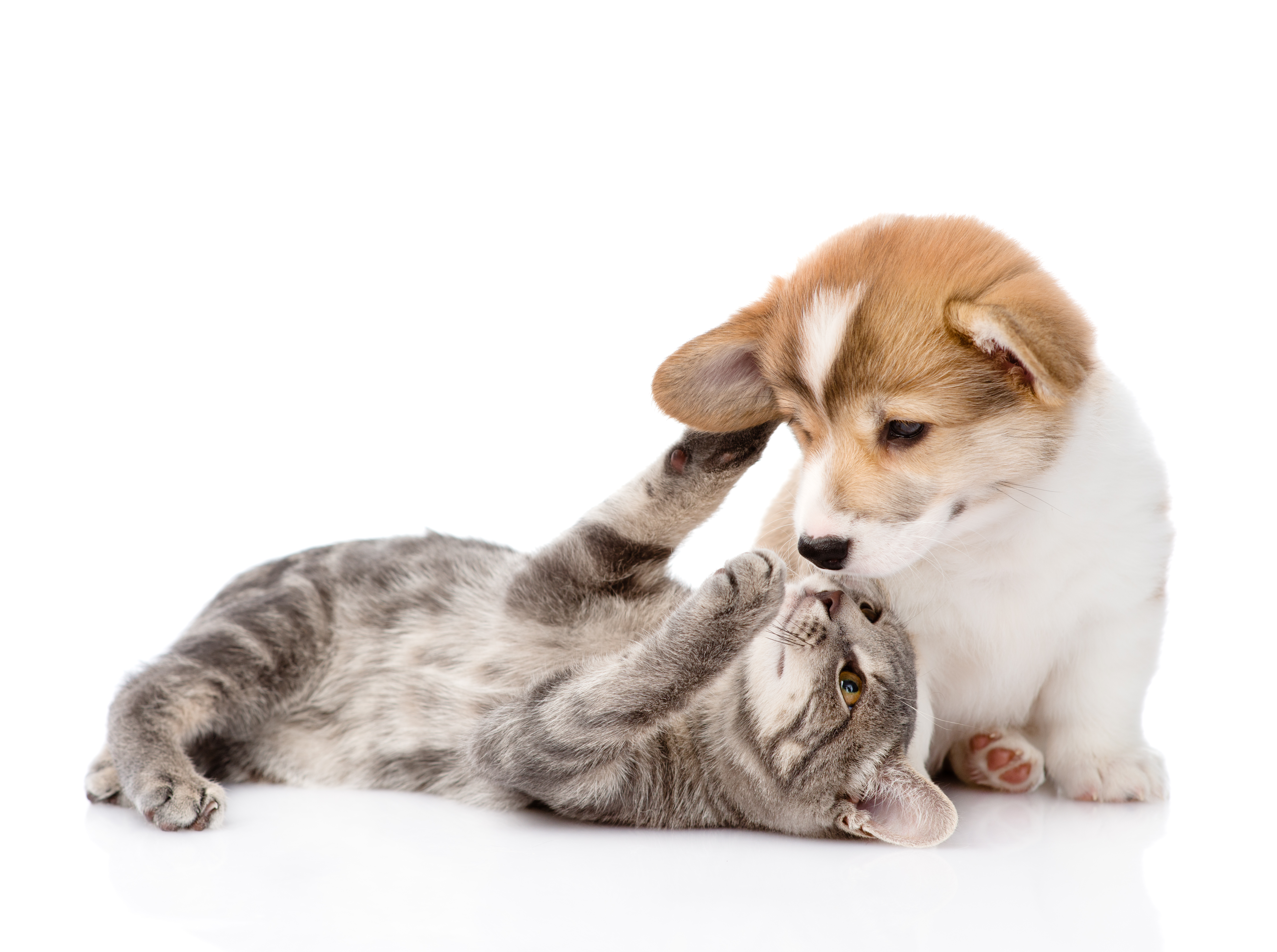 Eine kleine Katze und ein kleiner Hund spielen auf dem Boden miteinander.