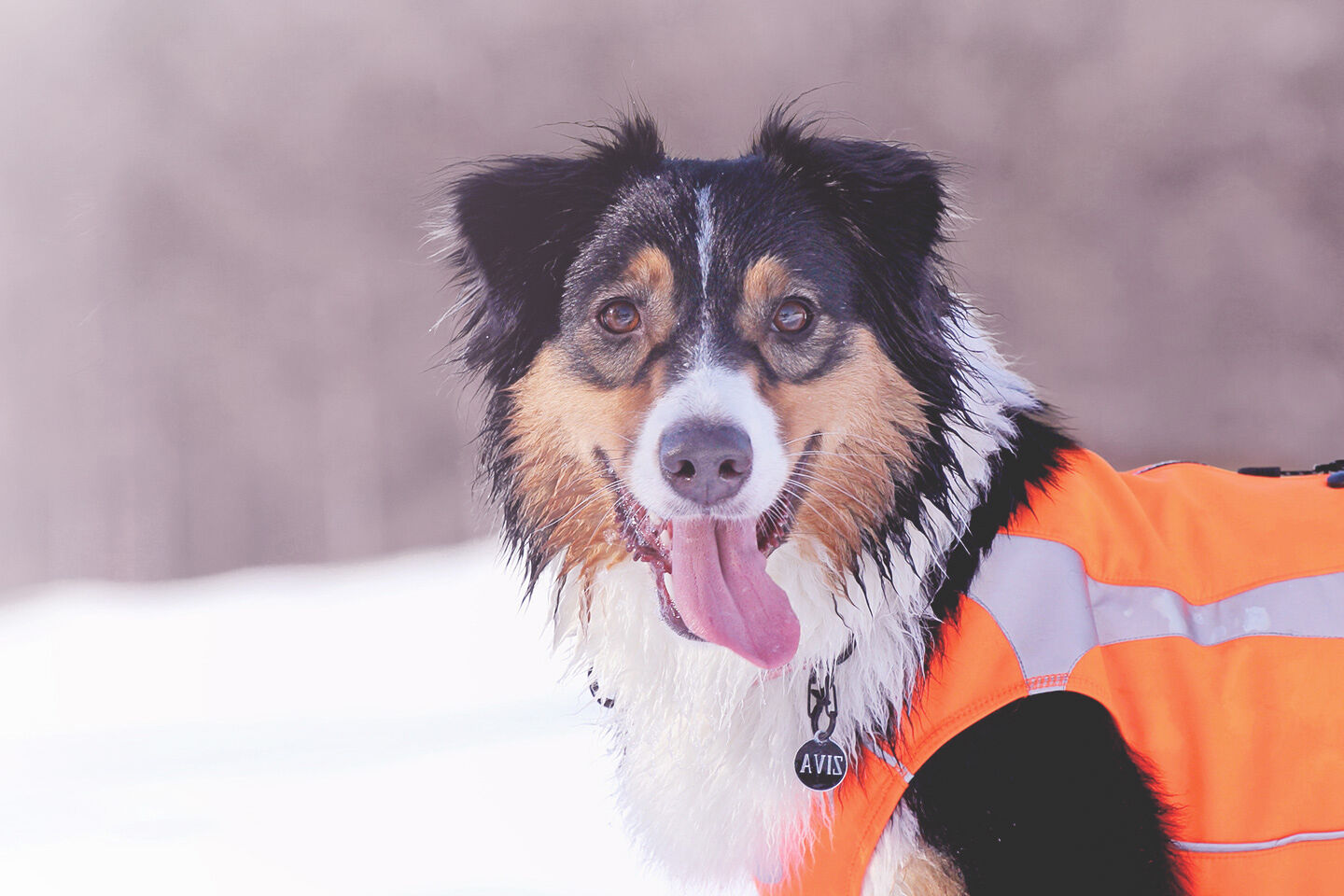 Ein Aussie ist mit einer Warnweste für bessere Sichtbarkeit gekleidet.