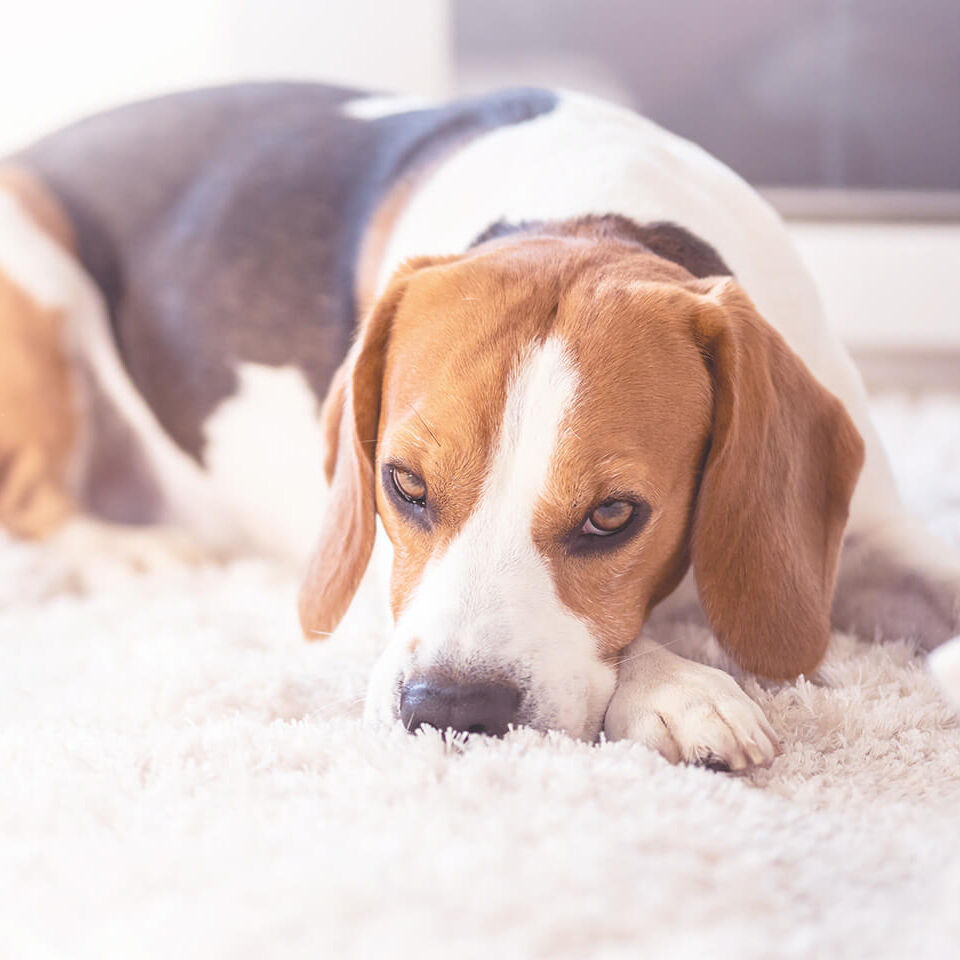 Ein Beagle liegt auf einem Teppich.