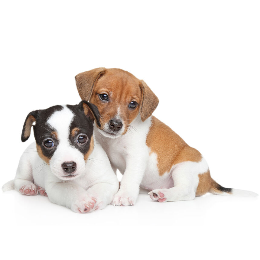 Zwei Welpen sitzen nebeneinander auf einem weißen Hintergrund. Sie schauen neugierig in die Kamera. Ideal für Happydog-Produkte geeignet.