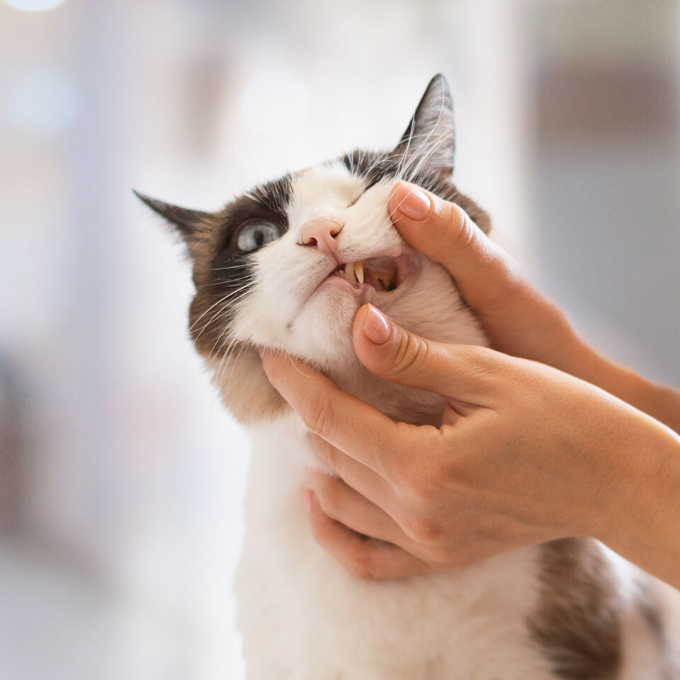 Eine Frau begutachtet die Zähne einer Katze