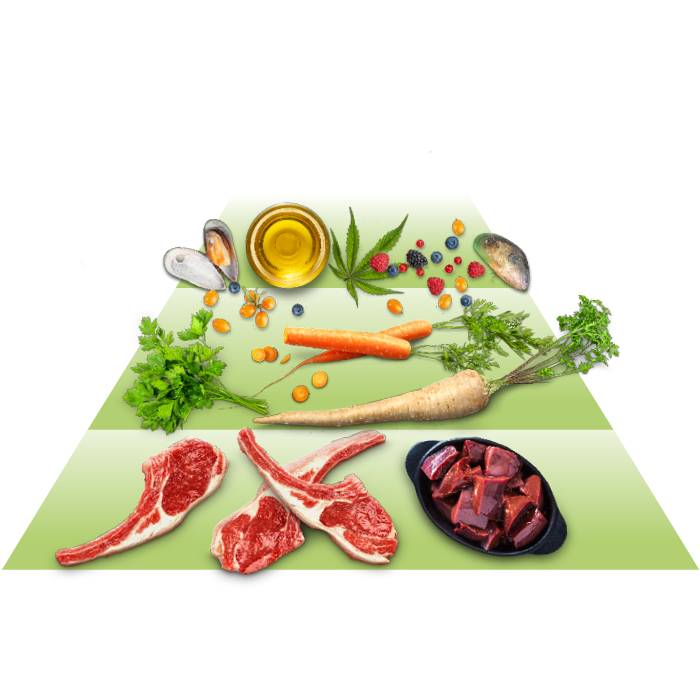 Eine Pyramide mit Fleisch, Gemüse und Ölen wird dargestellt.