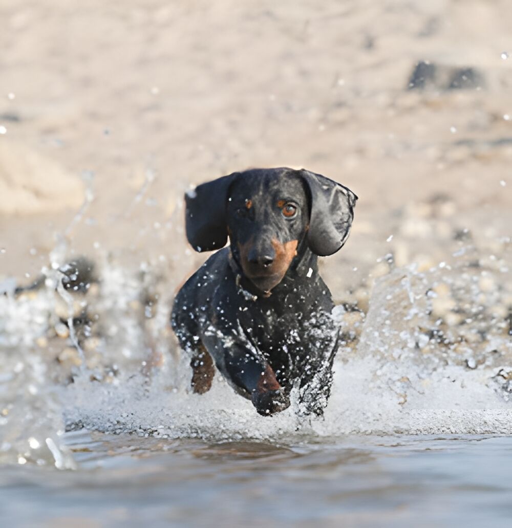 Ein Dackel springt ins Wasser um zu baden