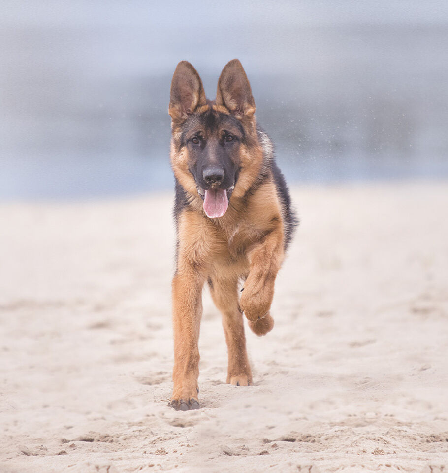 Schäferhund läuft am Strand im Sand
