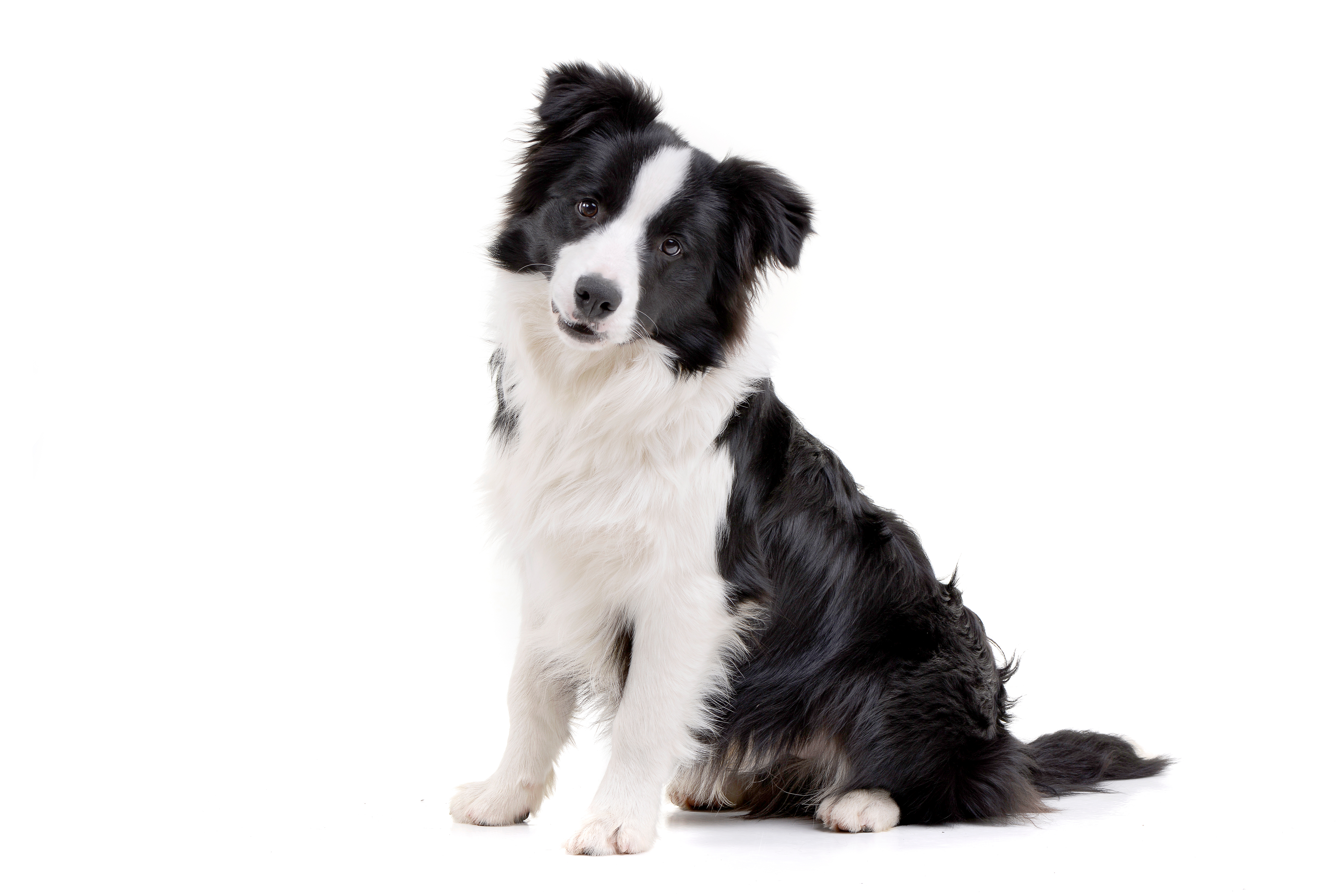 Border Collie Welpe Futter