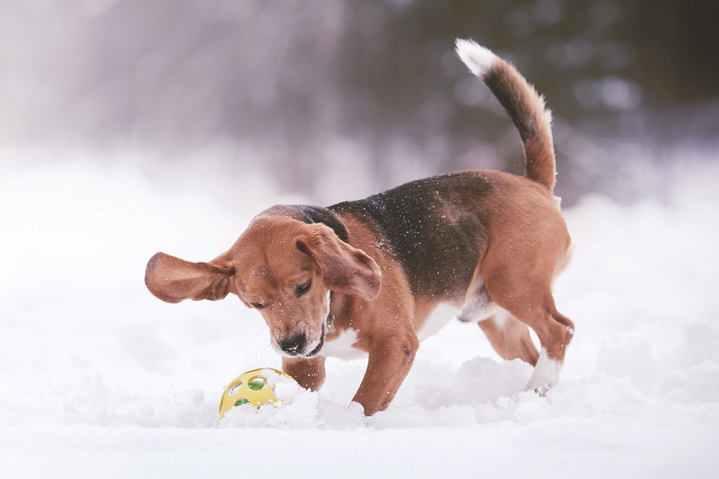 Ein junger Beagle jagt im Winter durch den Schnee nach einem Ball.