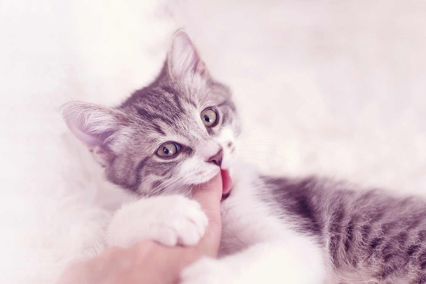Babykatze umklammert einen Menschenfinger und beißt darauf herum