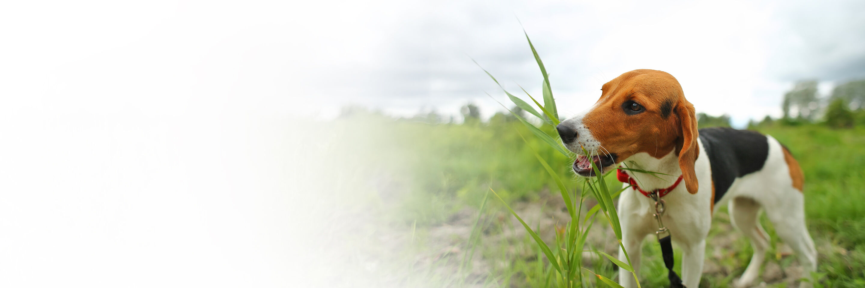 Ein junger Beagle frisst Gras