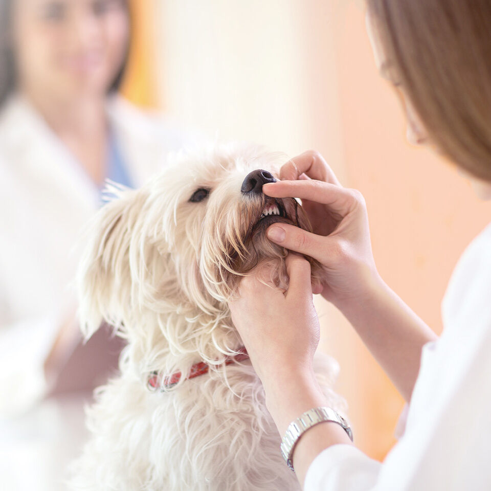 Eine Tierärztin untersucht die Zähne eines Hundes.