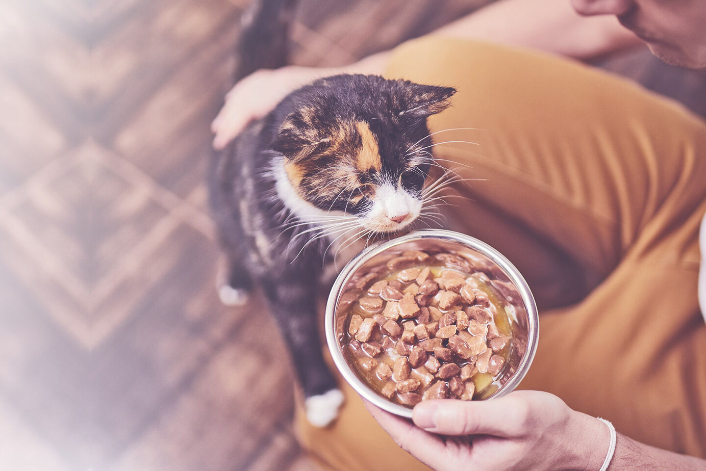 Ein Mann hält eine Schüssel mit Nassfutter in der Hand während die Katze versucht an ihm hochzusteigen.